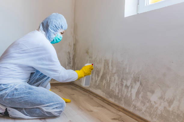 Licensed Mold Removal service in Boyce, VA - WQB Mold Removal
